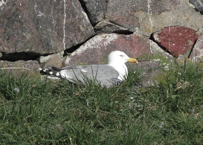 Vineta Undine Am Nationalpark Vorpommersche Boddenlandschaft An Der Ostsee アパート Fuhlendorf