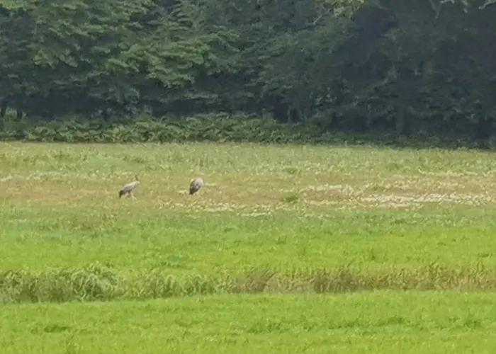 Vineta Undine Am Nationalpark Vorpommersche Boddenlandschaft An Der Ostsee アパート